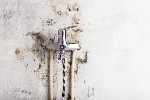 Reliable Neodesha, KS Mold Removal Solutions