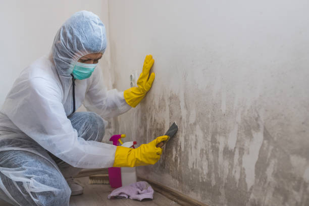 Best Mold Remediation Experts  in Neodesha, KS
