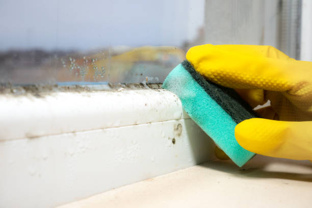 Best Mold Removal Company Near Me  in Neodesha, KS