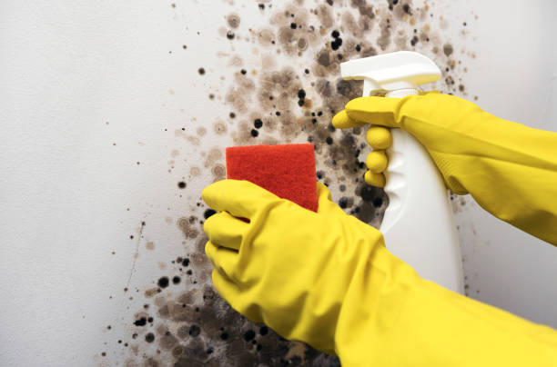 Best Mold Cleaning Services  in Neodesha, KS