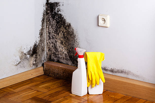 Best Fast Mold Removal  in Neodesha, KS